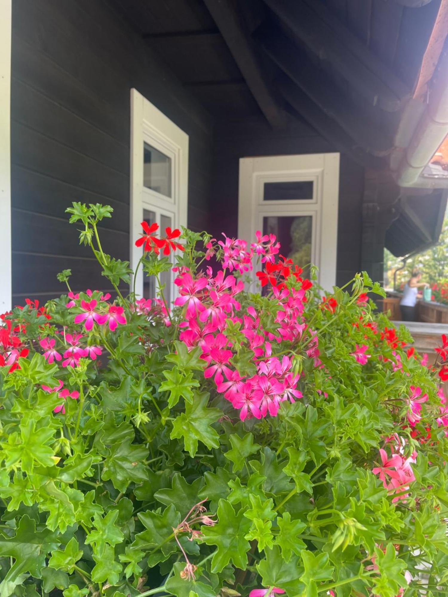 Apartmanovy Dum Jansky Sen Janské Lázně Exterior foto
